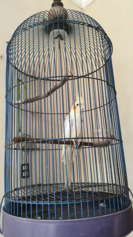 BURUNG PARKIT, PARKIT AUSTRALIA FALK