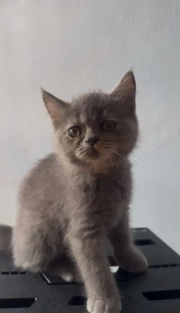 Kitten BSH Betina Blue Cream Tortie | British Shorthair | Fluffy