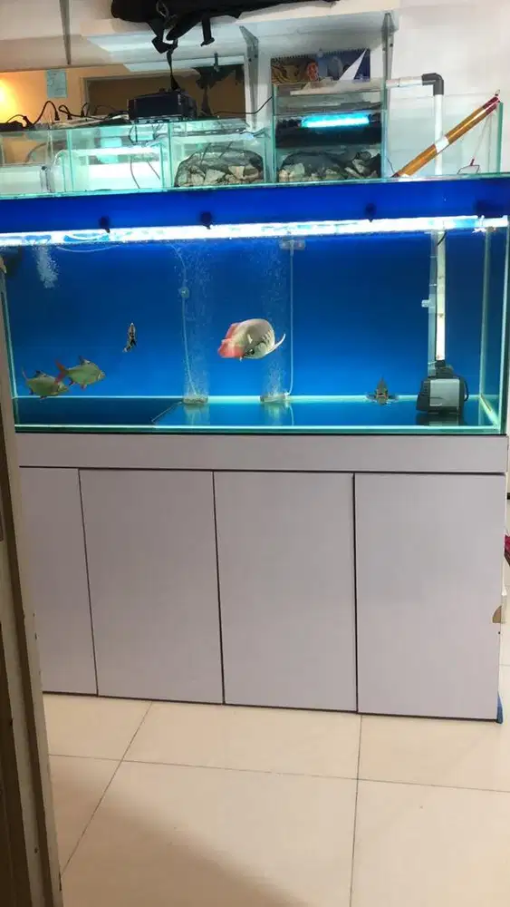 Akuarium ikan arwana bersertifikat