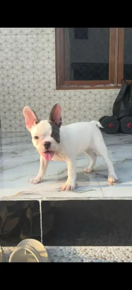 Di Jual french bulldog stambum