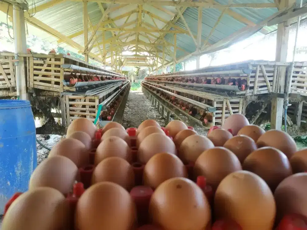 Telur Ayam Murah Medan