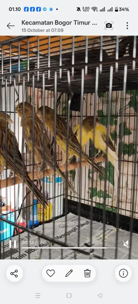 Burung Kenari F rasmi