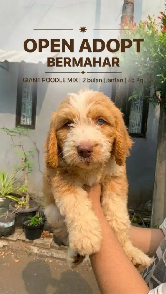 DIJUAL ANJING PUPPY GIANT POODLE MIX CLUMBER SPANIEL
