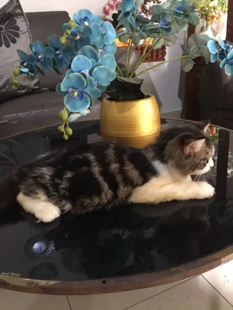 Open Adopsi Kucing