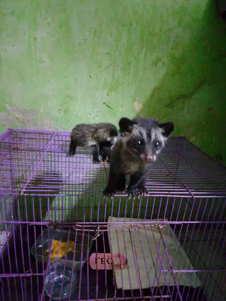 Bayi musang jinak 1 bulan sudah gak nyusu