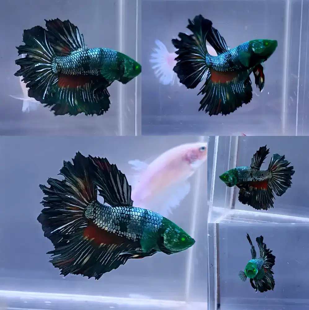 ikan cupang halfmoon hulk mata hijau