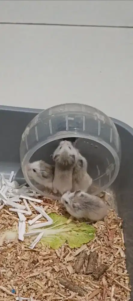 Dijual hamster Roborovski 4 ekor, sehat, lincah