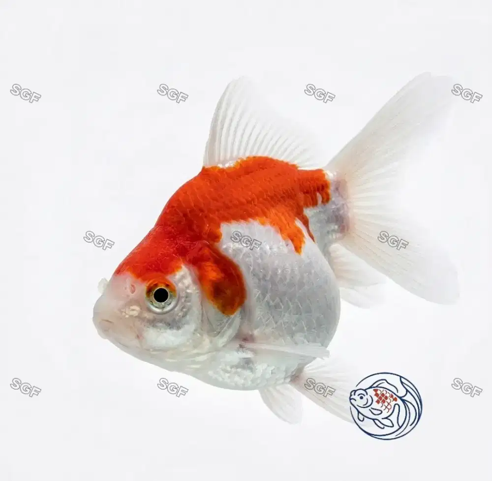 Ikan Tamasaba lokal