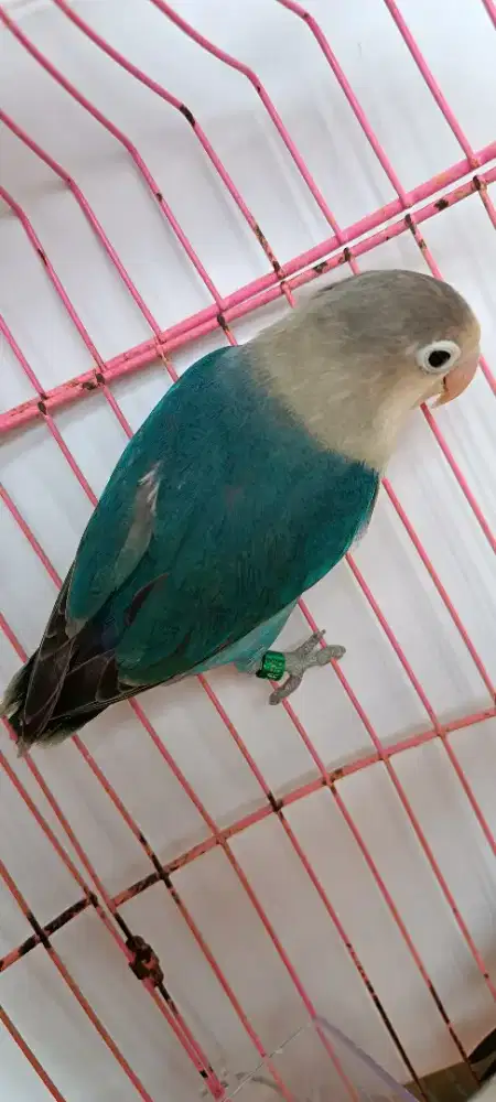 Aqua B1 split biola