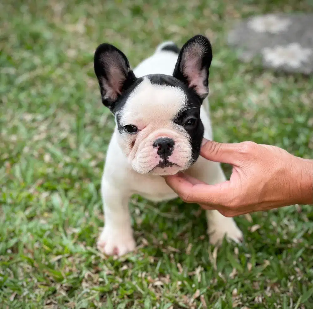 French bulldog jantan