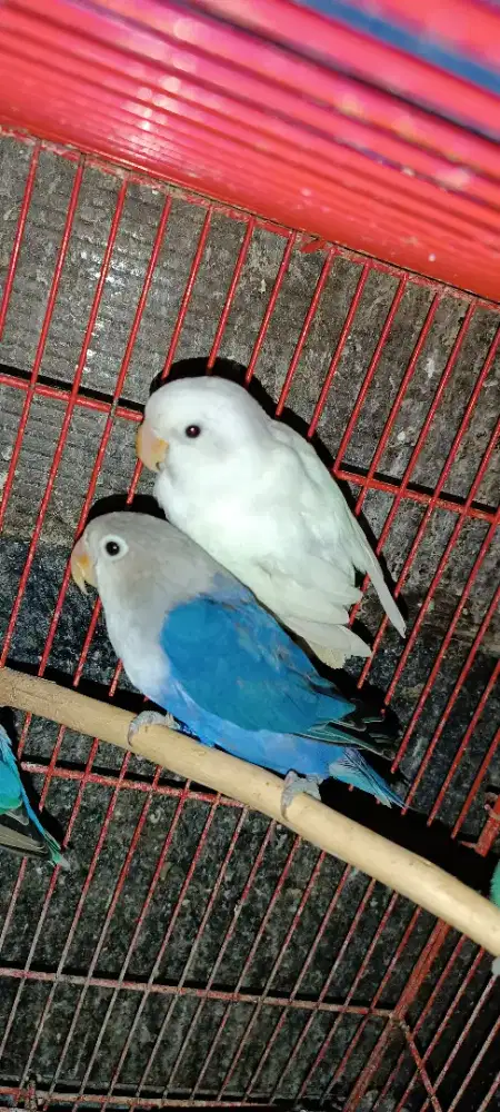 Albino RM X Vio FC, psngn siapan