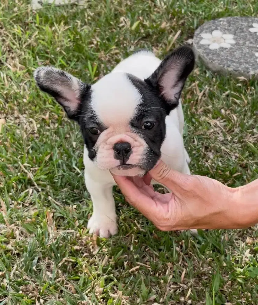 French bulldog betina