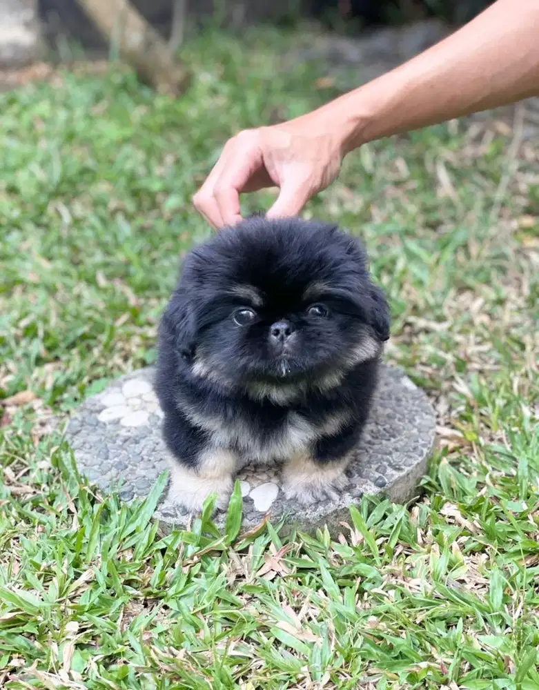 Pekingese jantan