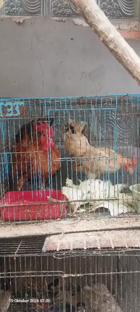 Dijual sepasang ayam tema kate serama bkn bangkok kalkun kandangburung