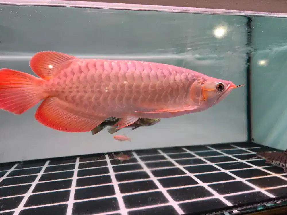 Arwana Super Red