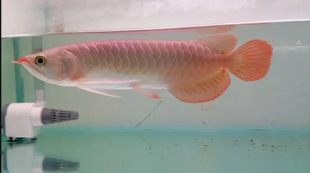 Arwana super red 30 cm