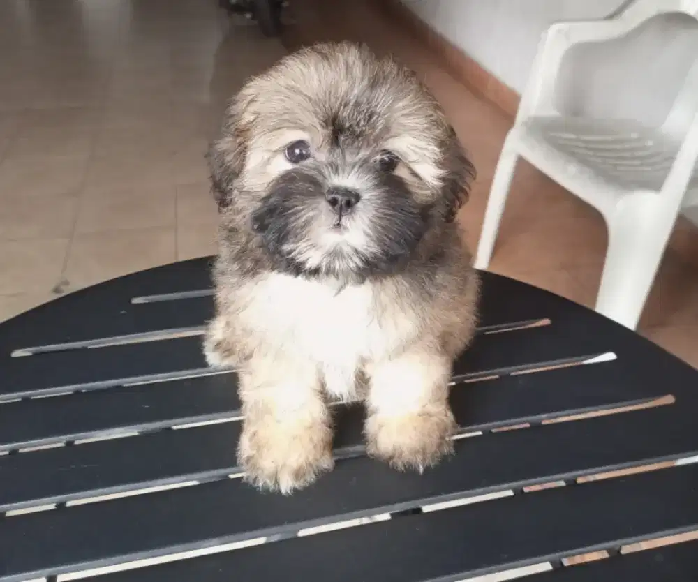Puppy Shihtzu Poodel betina