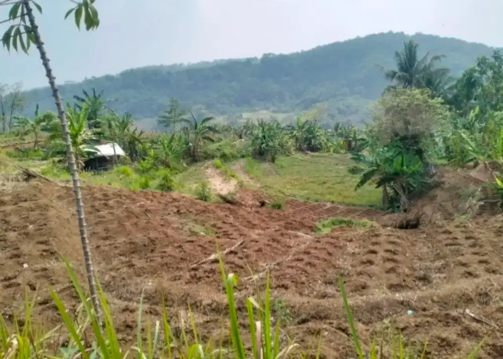 dijual cepat sawah produktif dekat tol Darangdan Purwakarta
