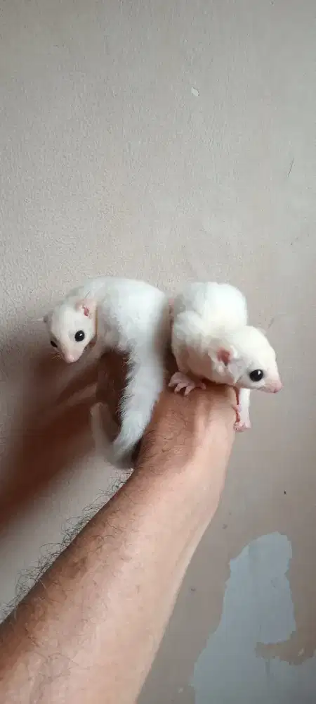 SUGAR GLIDER LEUCISTIC JOEY SEPASANG