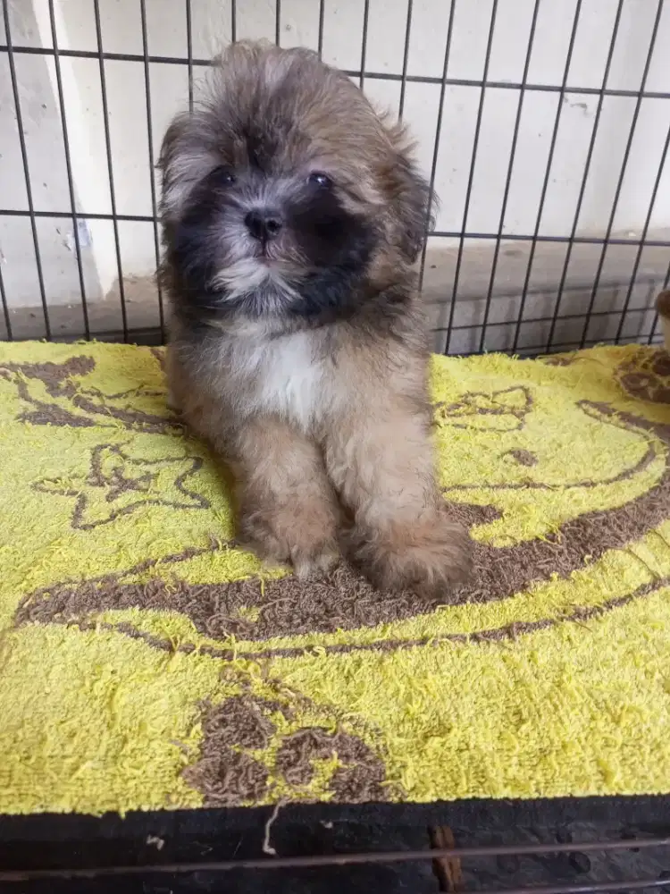 Anakan anjing Shihtzu mix poodle