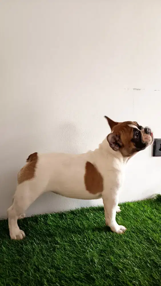 Fench Bulldog Betina