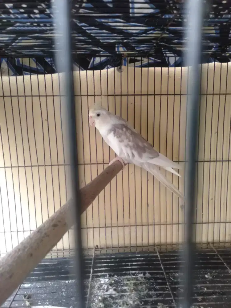 Burung falk Australia