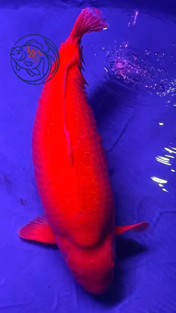 Ikan Koi In karashi Ginrin