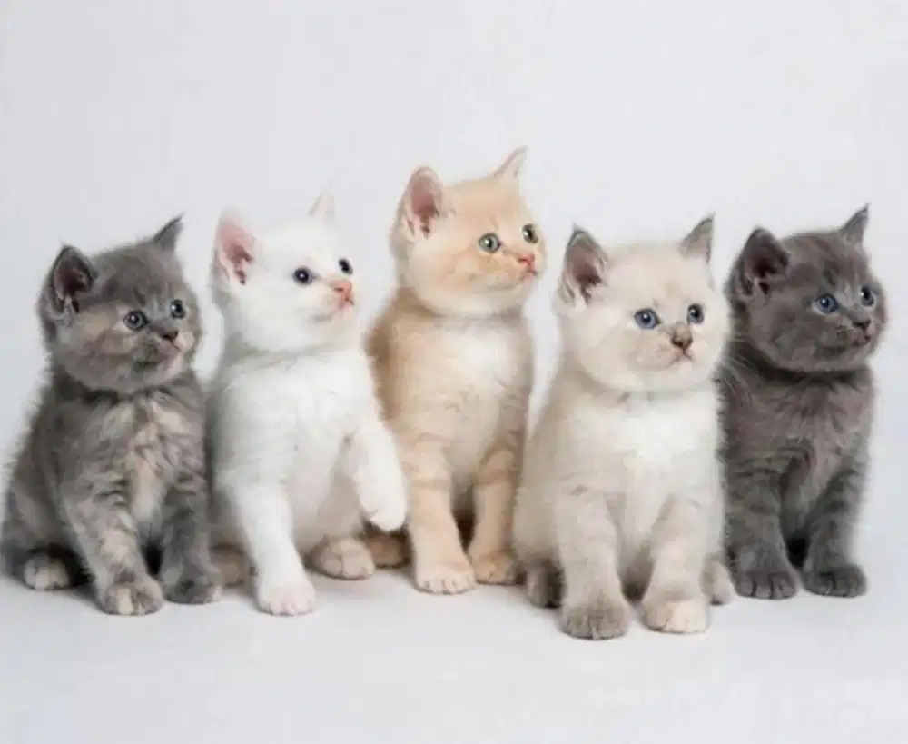 Kucing britis shortair