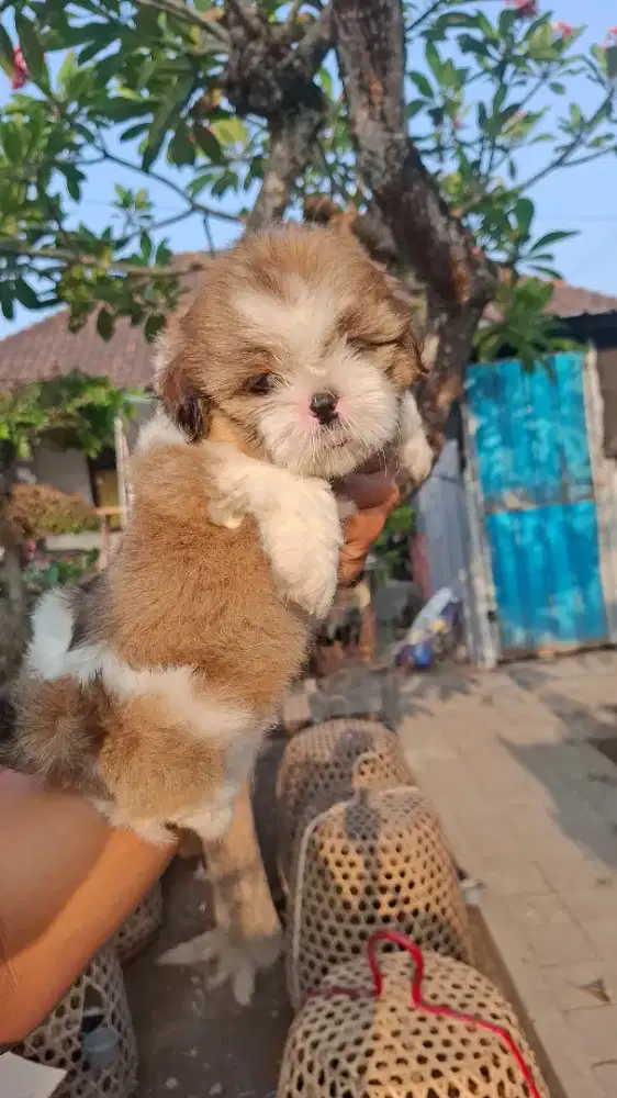 ANJING SHITSU DAN CHIHUAHUA
