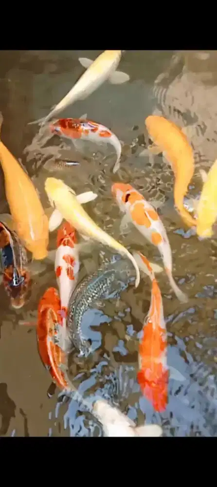 Ikan Koi Sehat dengan berbagai macam warna