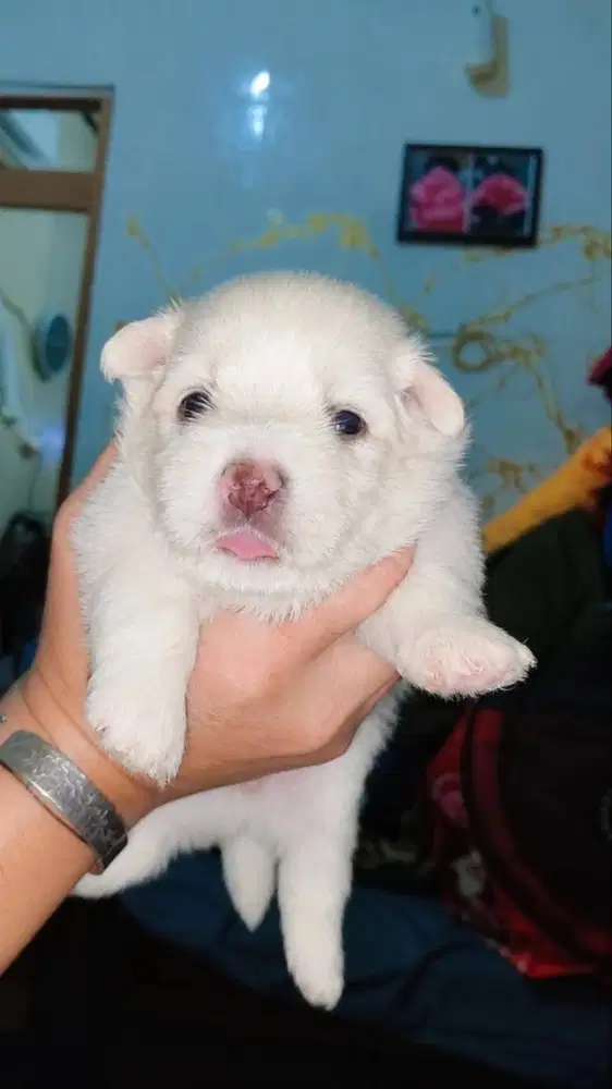 JUAL PUPPY MALTESE