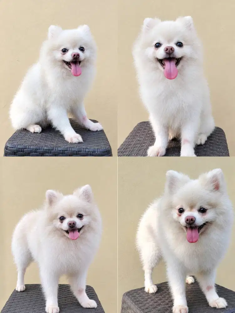 JUAL SUPER MINIPOM