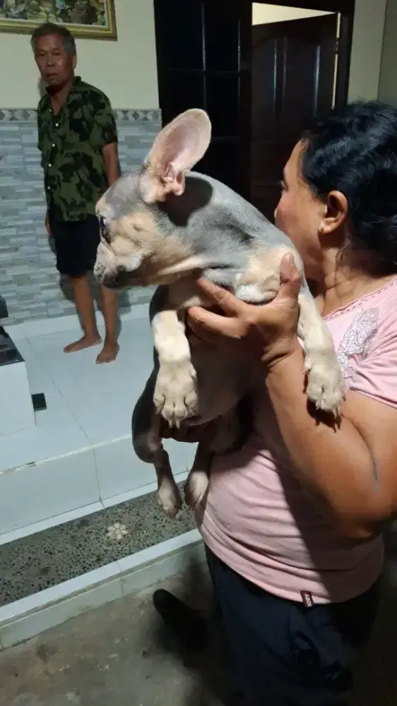 French bulldog EXOTIC COLOR