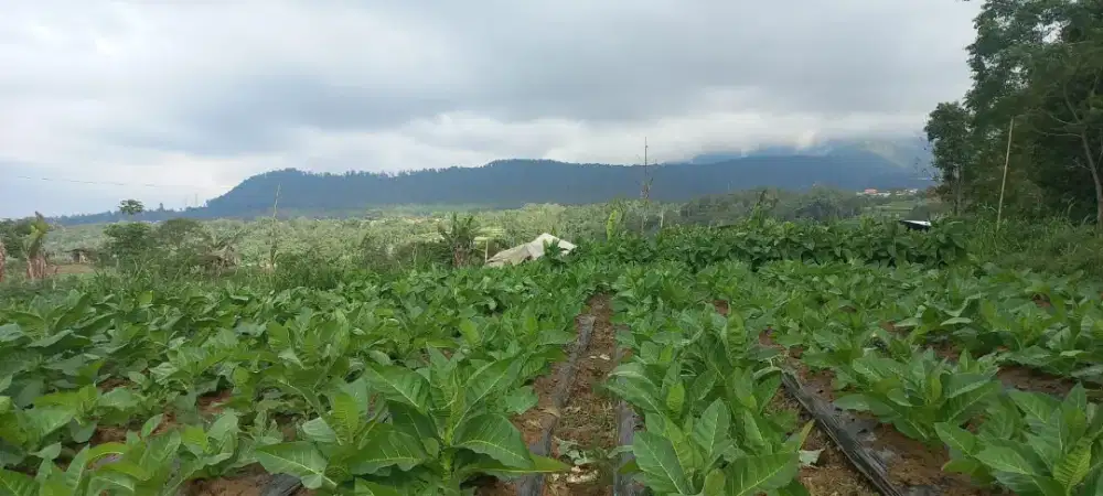 Tanah Murah 4.181m² SHM SIAP BANGUN View 4 Gunung dekat Kopeng Getasan