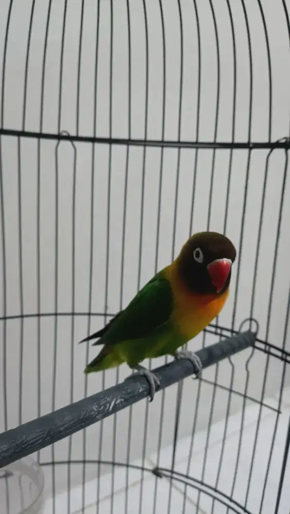 Lovebird jantan fighter