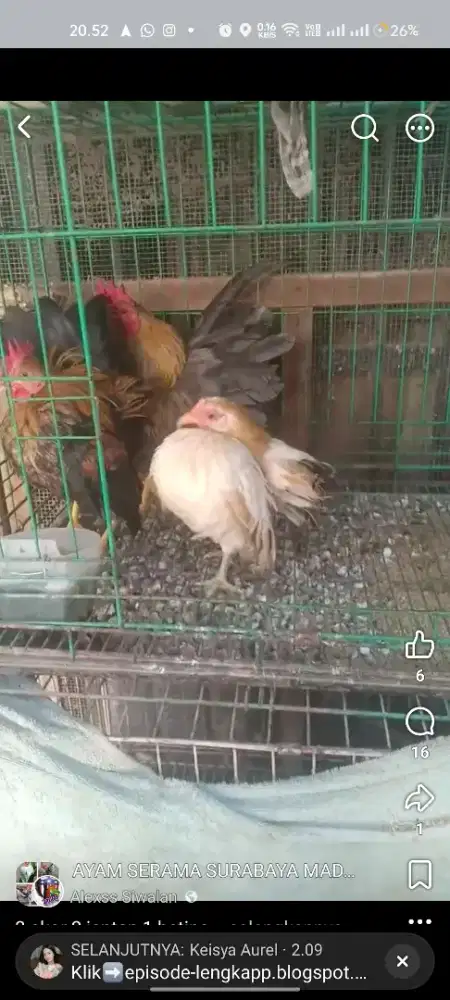 Ayam Serama 2 jantan 1 betina siapan