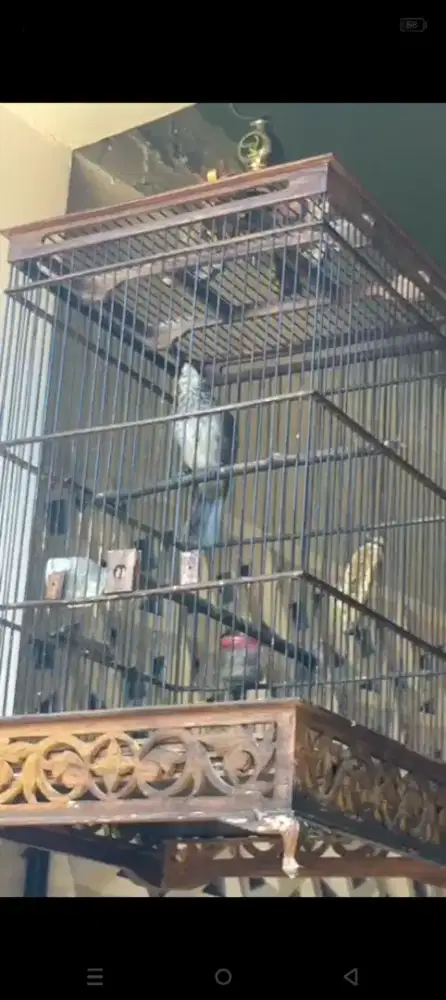 Cucak Rawa Jantan