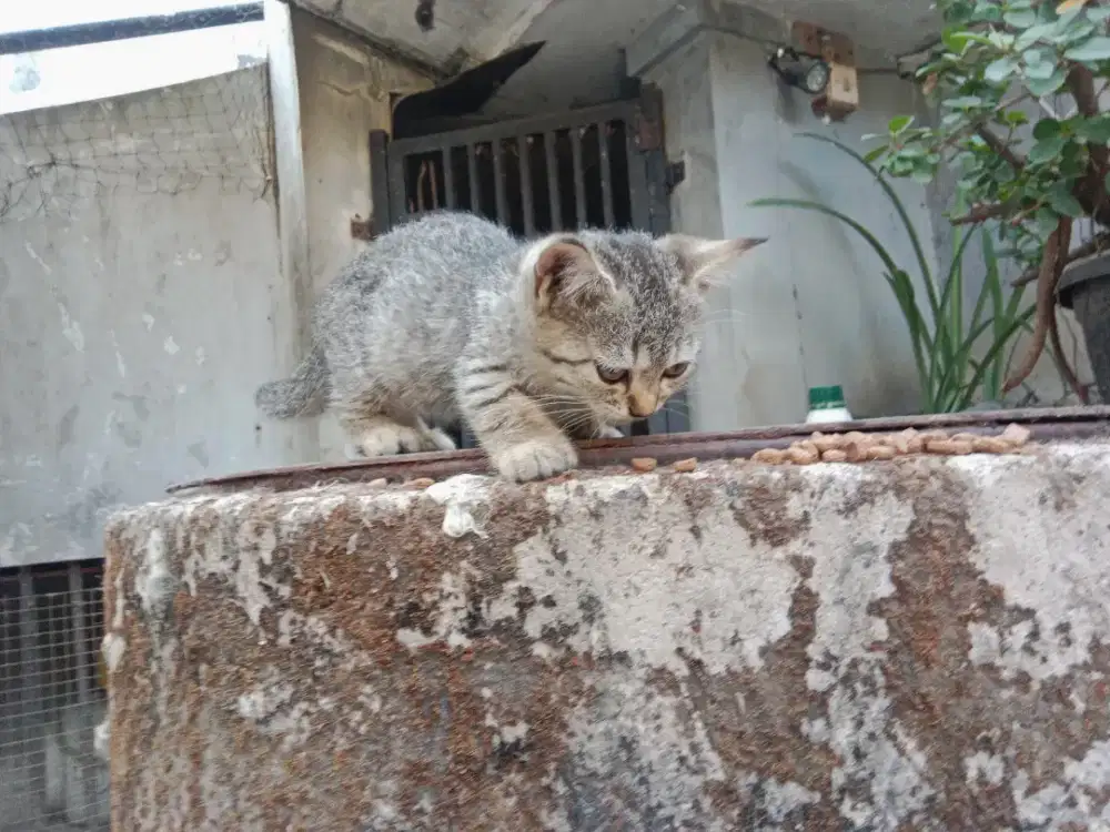 Kitten munchkin
