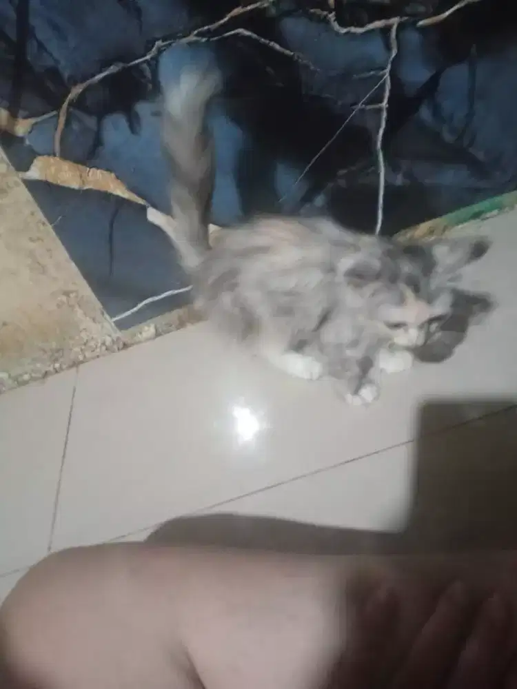Di jual kucing Persia medium flat