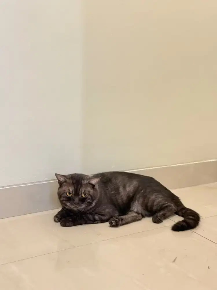 BSH Jantan Black Tabby