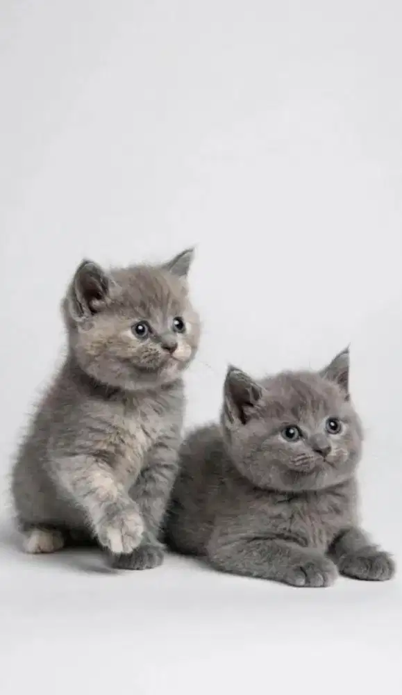 Kucing British short hair