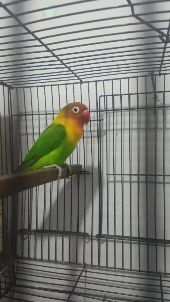 Lovebird Betina fighter