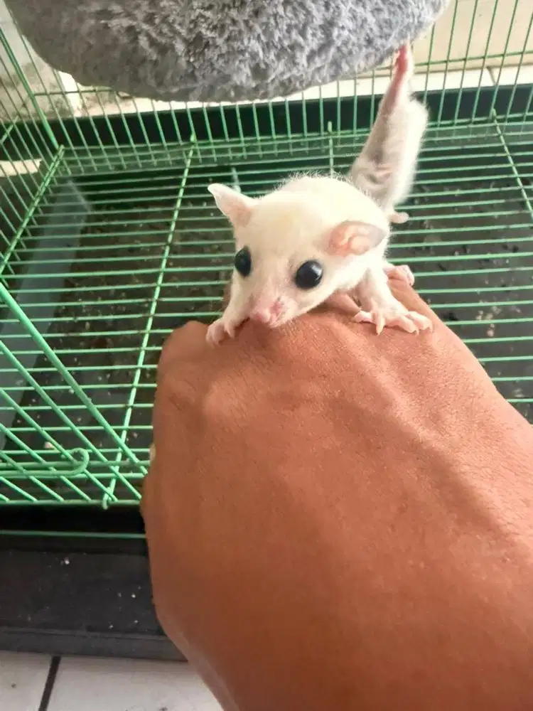 Sugar Glider Leu Betina