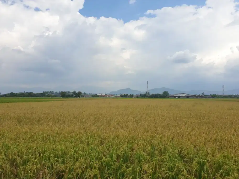 Dijual Tanah GedebageLuas Tanah 7298