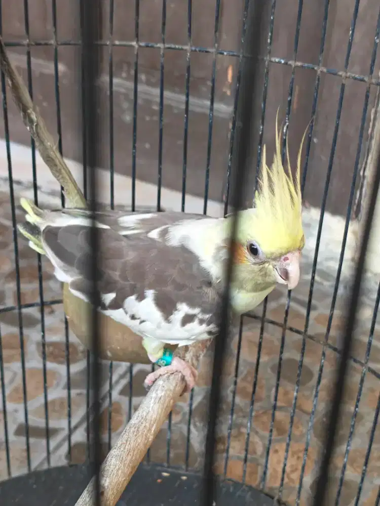 Falk alias parkit Australia