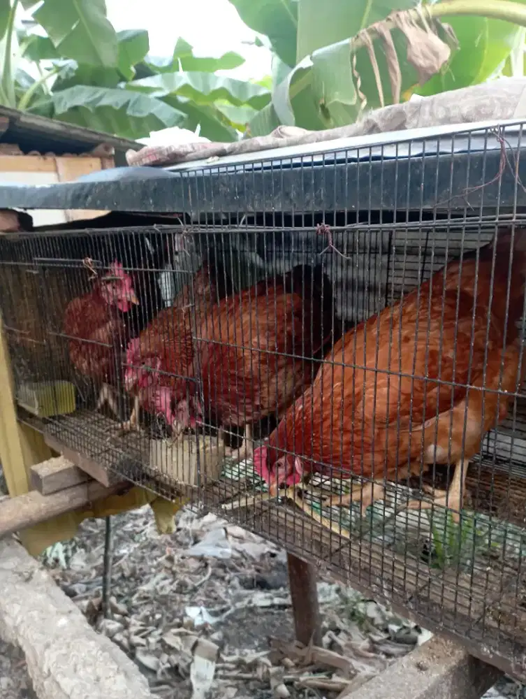 Ayam petelur pullet umur 18 minggu siapan nelur