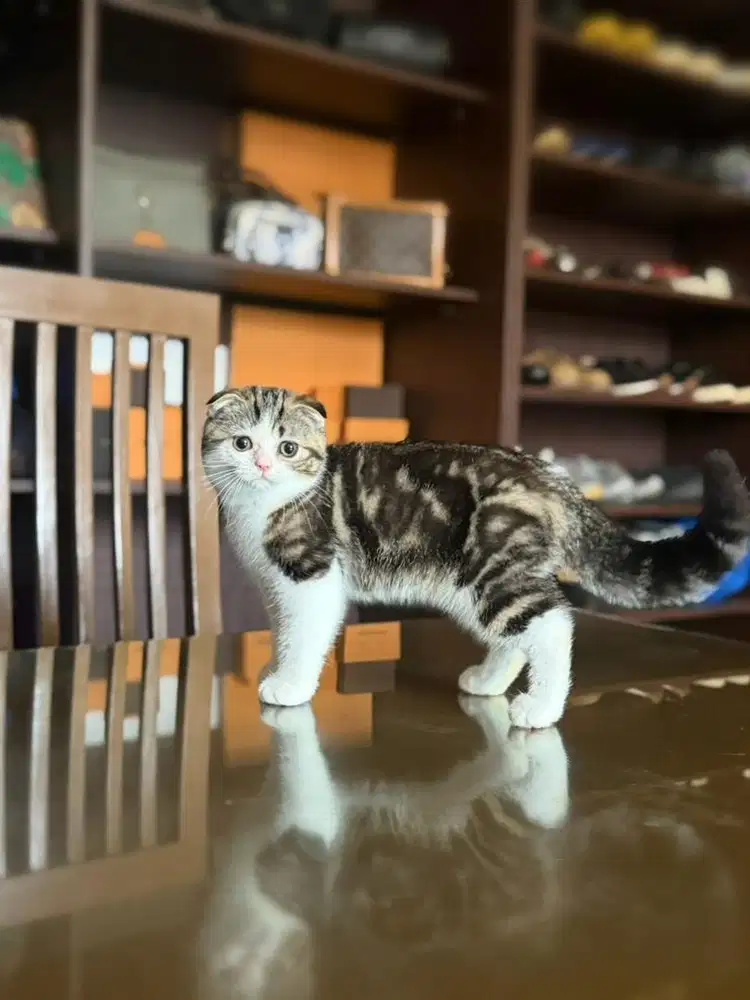 kucing scottish fold