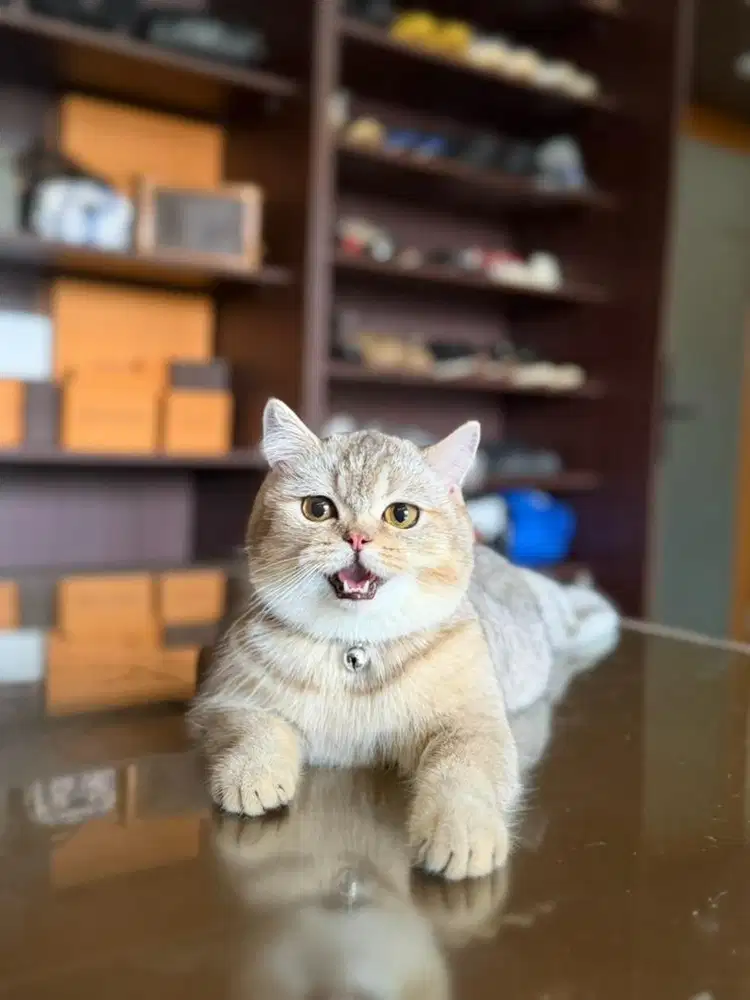 kucing british shorthair
