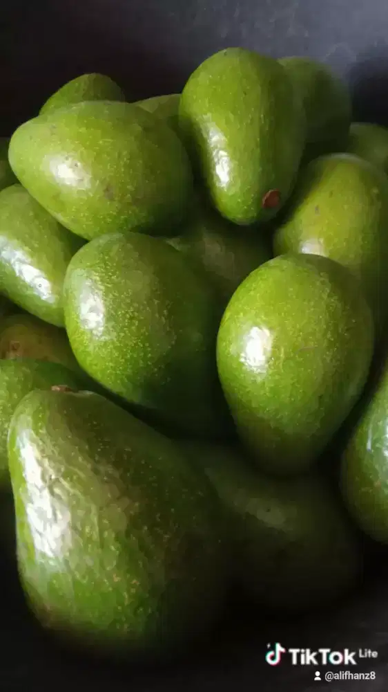 Alpukat mentega lokal