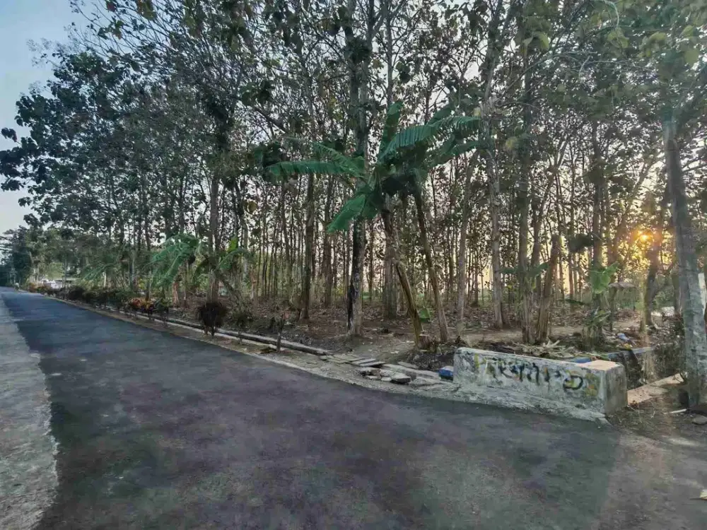 TANAH BONUS POHON JATI MAOS LOR CILACAP
